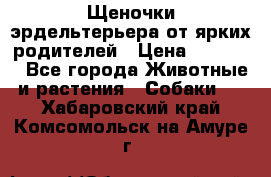 Щеночки эрдельтерьера от ярких родителей › Цена ­ 25 000 - Все города Животные и растения » Собаки   . Хабаровский край,Комсомольск-на-Амуре г.